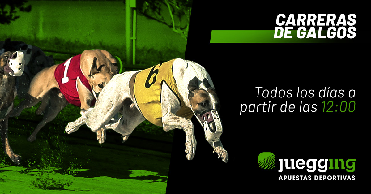 Apuestas carreras de galgos